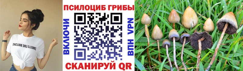 магазин продажи наркотиков Туймазы Галлюциногенные грибы Psilocybine cubensis